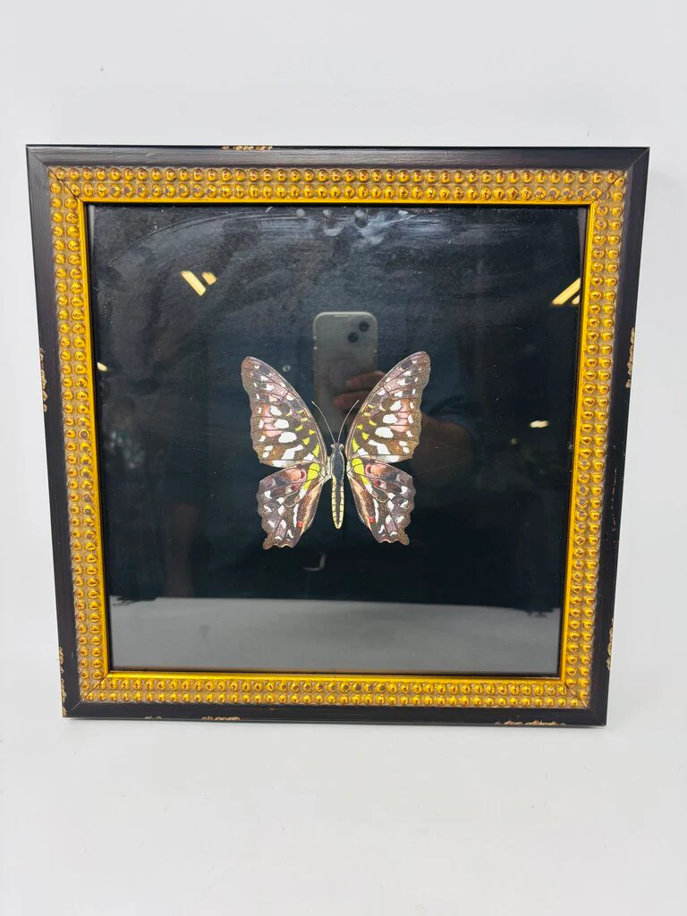 Butterfly in Distressed Frame 14 X 14