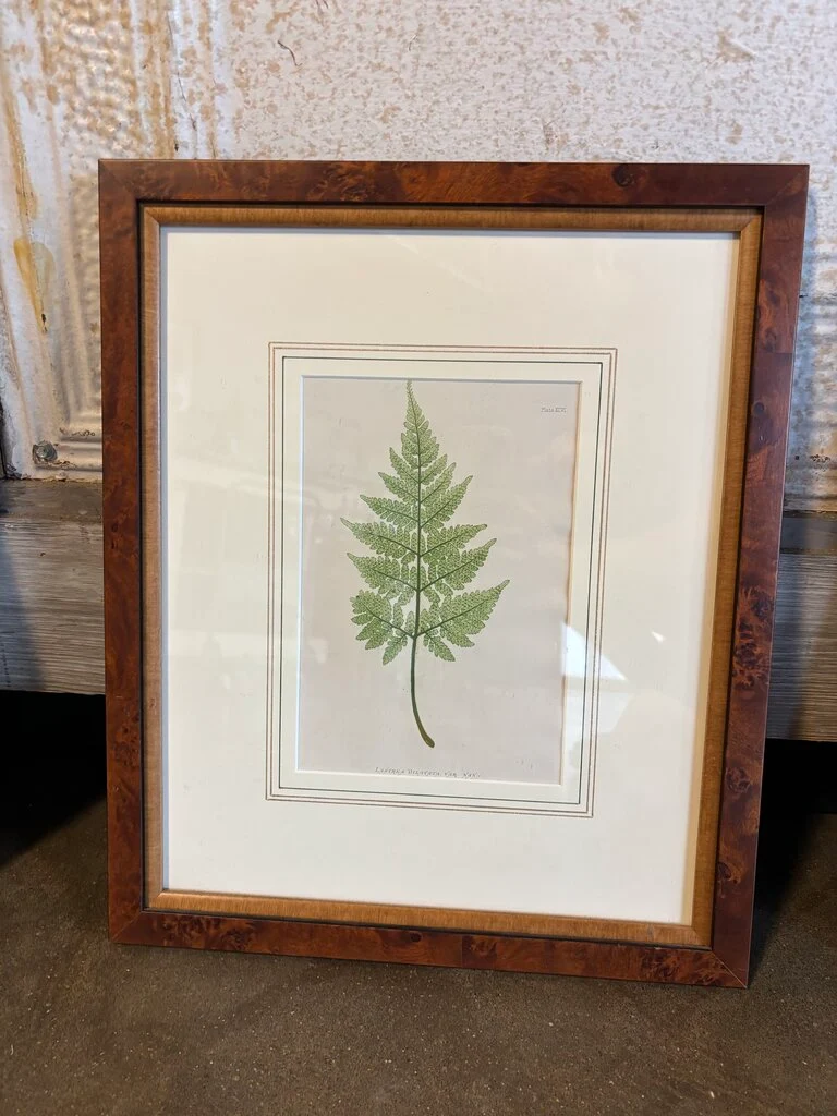 Framed Fern Artwork