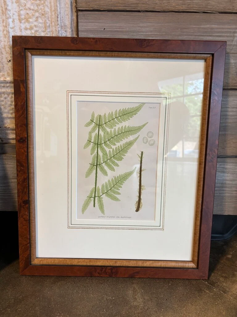 Framed Fern Artwork