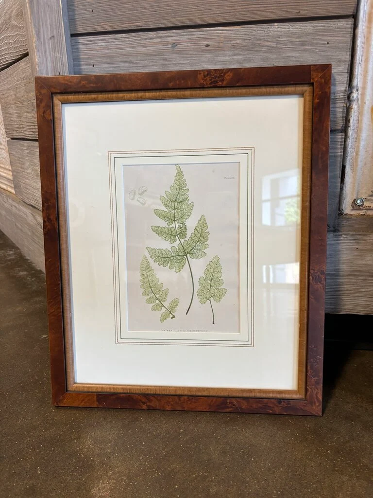Framed Fern Artwork